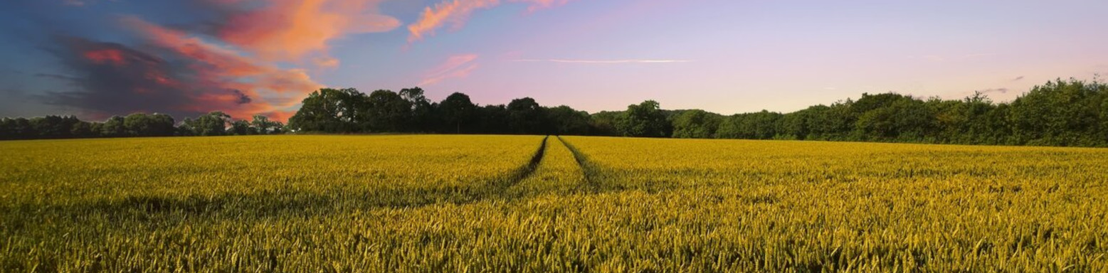 Stroppiana Ortofrutticoli S.p.A. banner