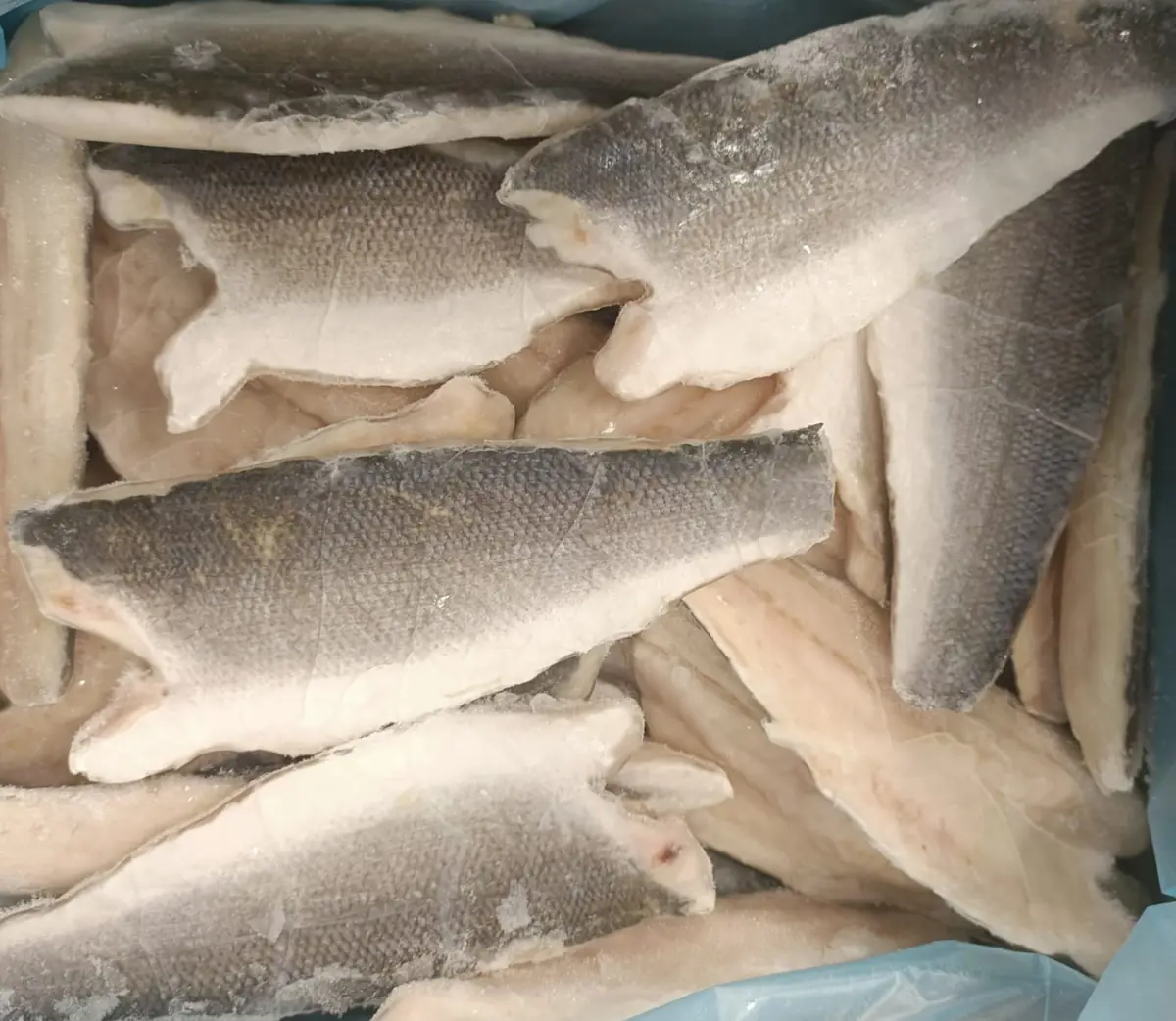 Filetto di Branzino con pelle 4,40 Kg (In filetti da 120/160 Gr)