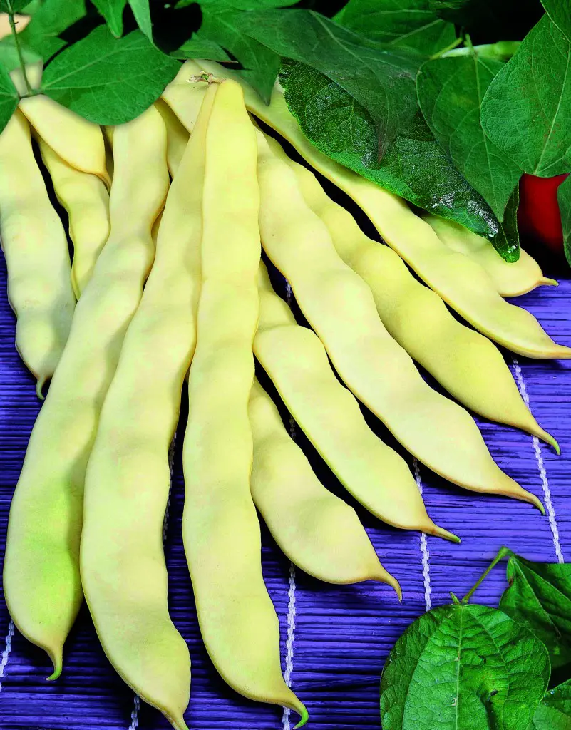 Fagioli Meraviglia Cat 1