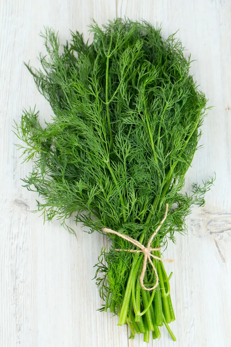 Finocchietto Selvatico Mazzi da circa 100 Gr