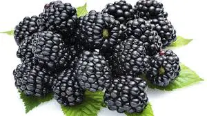 More (8 confezioni x 125 Gr)