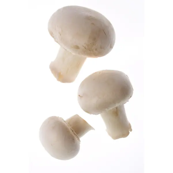 Funghi Champignon Bianchi a Collo (Cat 1)