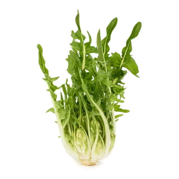 Catalogna Puntarella Extra