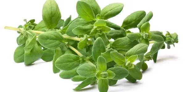 Maggiorana Vaschetta (Cat 1) 30 Gr