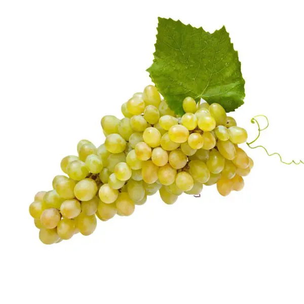 Uva Bianca Apirena