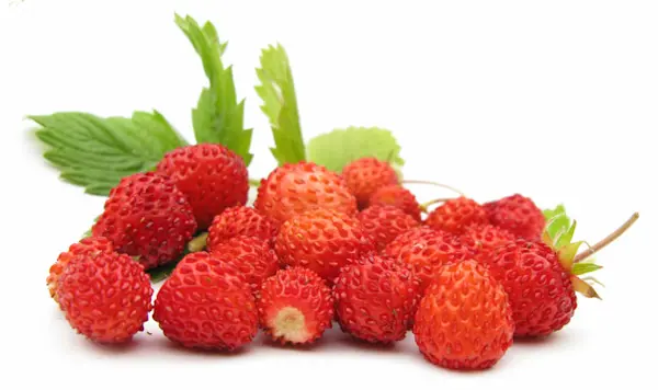 Fragoline di bosco Cat 1 (1 Cassetta da 8 confezioni)