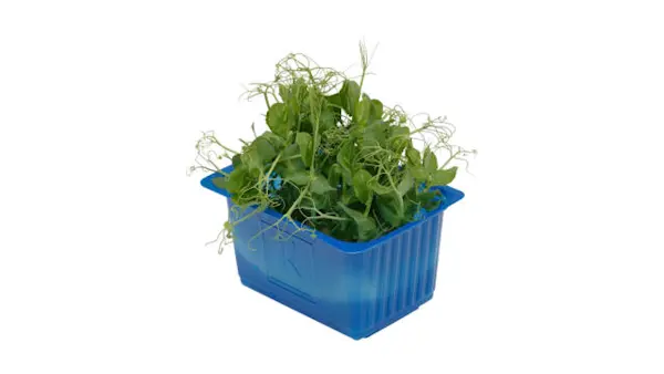 Germogli di affila cress vaschetta Collo