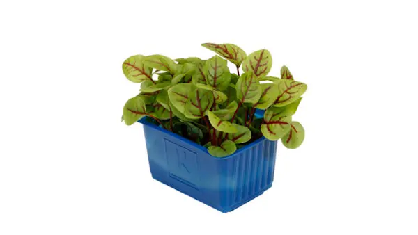 Germogli Vene cress