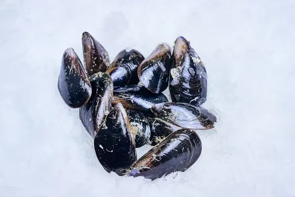 Cozze al Kg
