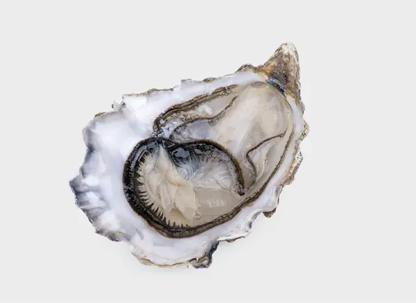 Ostrica Fin de Claire