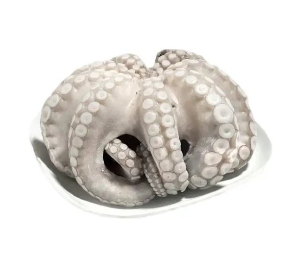 Polpo 1000/1500 T5 Marocco