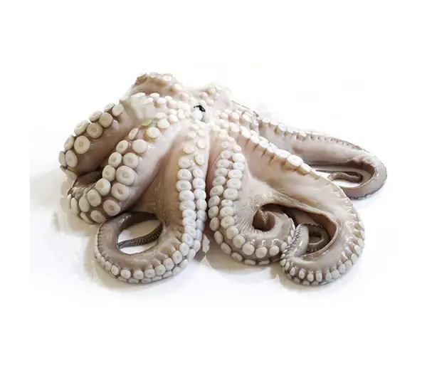 Polpo 800/1000 T6 Marocco