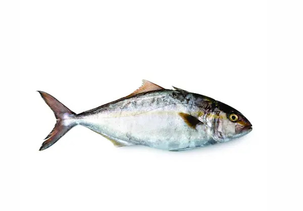 Ricciola 800/1300 Seriola Ialandi