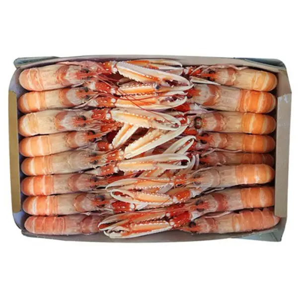 Scampi Irlanda 10/15 bordo