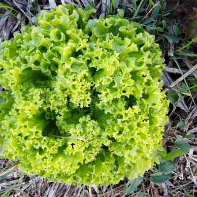 Insalata Salanova Riccia