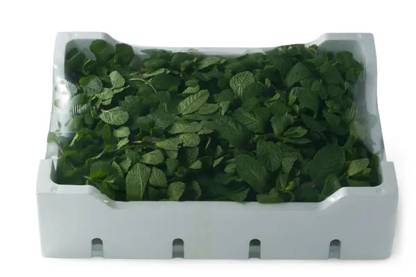 Menta Mazzi extra 500 Gr