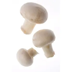 Funghi Champignon Bianchi a Collo (Cat 1)
