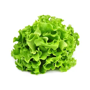 Insalata Gentile (Cat 1)