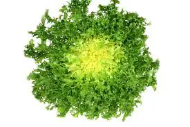 Scarola Imbiancata