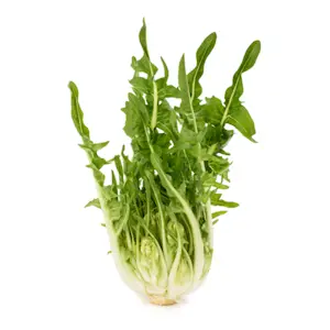 Catalogna Puntarella Extra