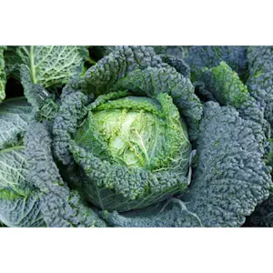 Cavolo verza Bianca