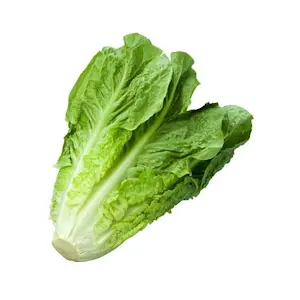 Insalata Romana (Cat 1)