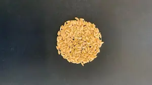 Riso Baldo Giallo 25 Kg