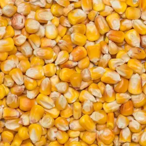 Pop Corn 25 Kg
