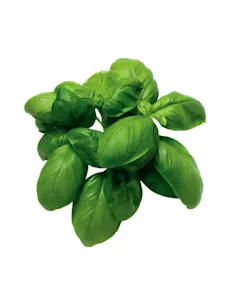 Basilico Prà (Cat 1) Bouquet
