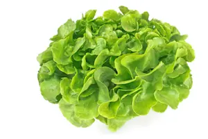 Insalata Quercia (Cat 1)