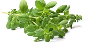 Maggiorana Vaschetta (Cat 1) 30 Gr