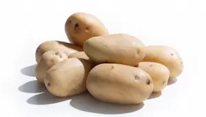 Patate Sila (Cat 1)