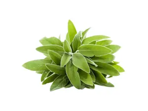 Salvia (Cat 1) Mazzi da circa 30 Gr