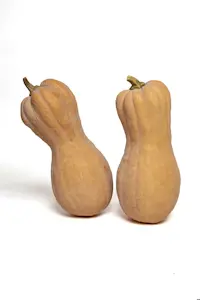 Zucca Violino (Cat 1)
