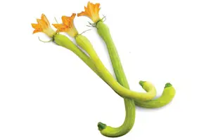 Zucchine Trombette (Cat 1)