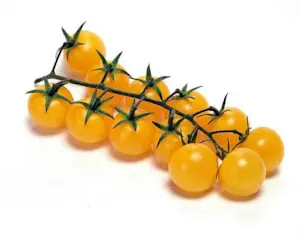Pomodori Ciliegini gialli