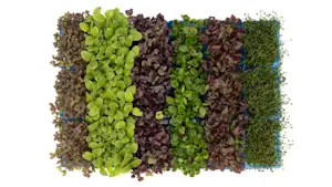 Germogli di Sakura Mix Collo