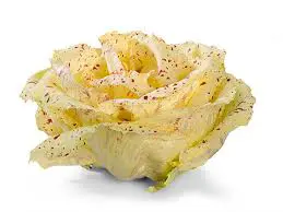 Insalata Castelfranco