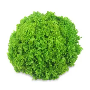 Insalata lattuga Lollo