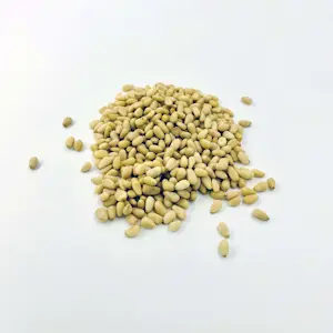 Pinoli Sibirica 1 Kg