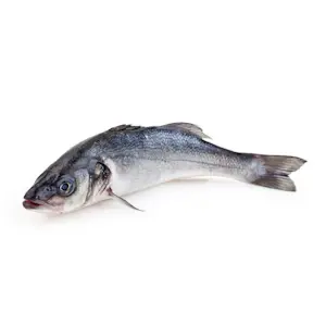 Branzini 1000/1500 Gr