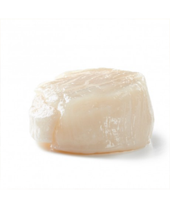 Capasanta Polpa IQF Gelo (Busta da 1 Kg)