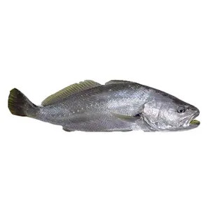 Ombrina Boccadoro