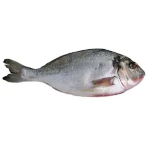 Orata 800/1000