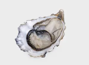 Ostrica Fin de Claire