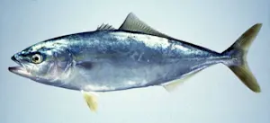 Ricciola 4000/5000 Seriola Quinqueradiata