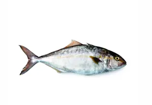 Ricciola 800/1300 Seriola Ialandi