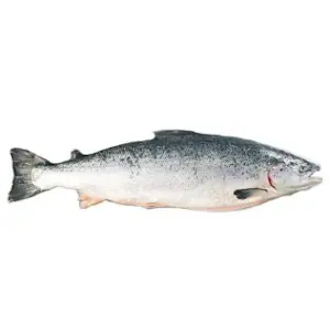 Salmone 5/6 Intero
