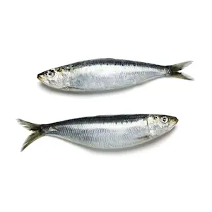 Sarde