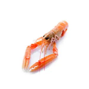 Scampi I Sicilia 1 Kg